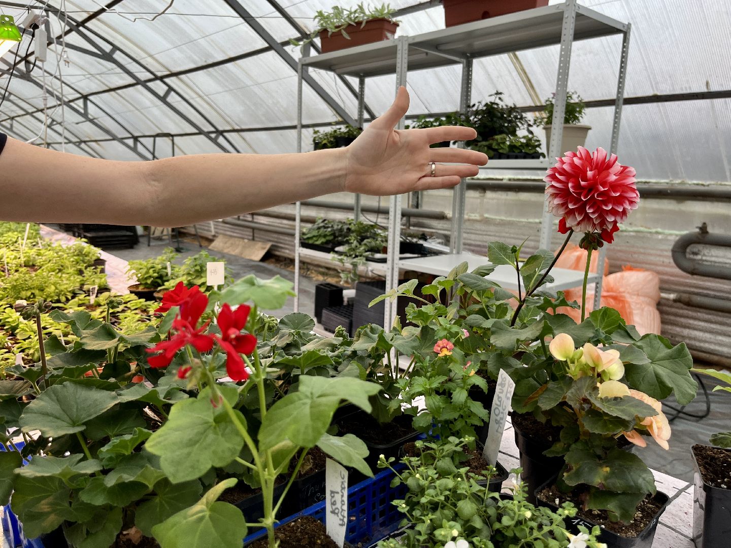 вертикалки, наро-фоминский городской округ, тепличное хозяйство, рассада,