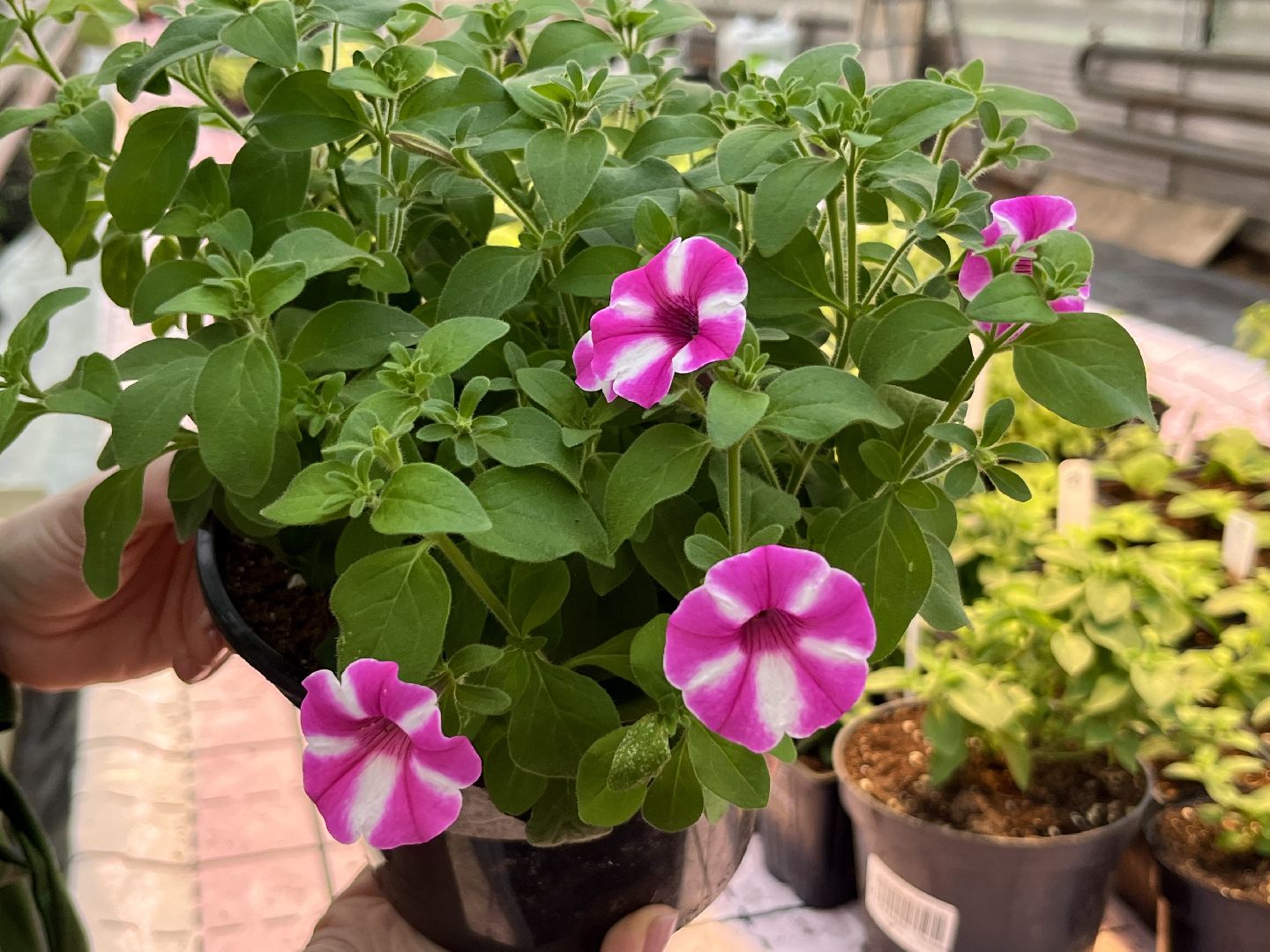 вертикалки, наро-фоминский городской округ, тепличное хозяйство, рассада,