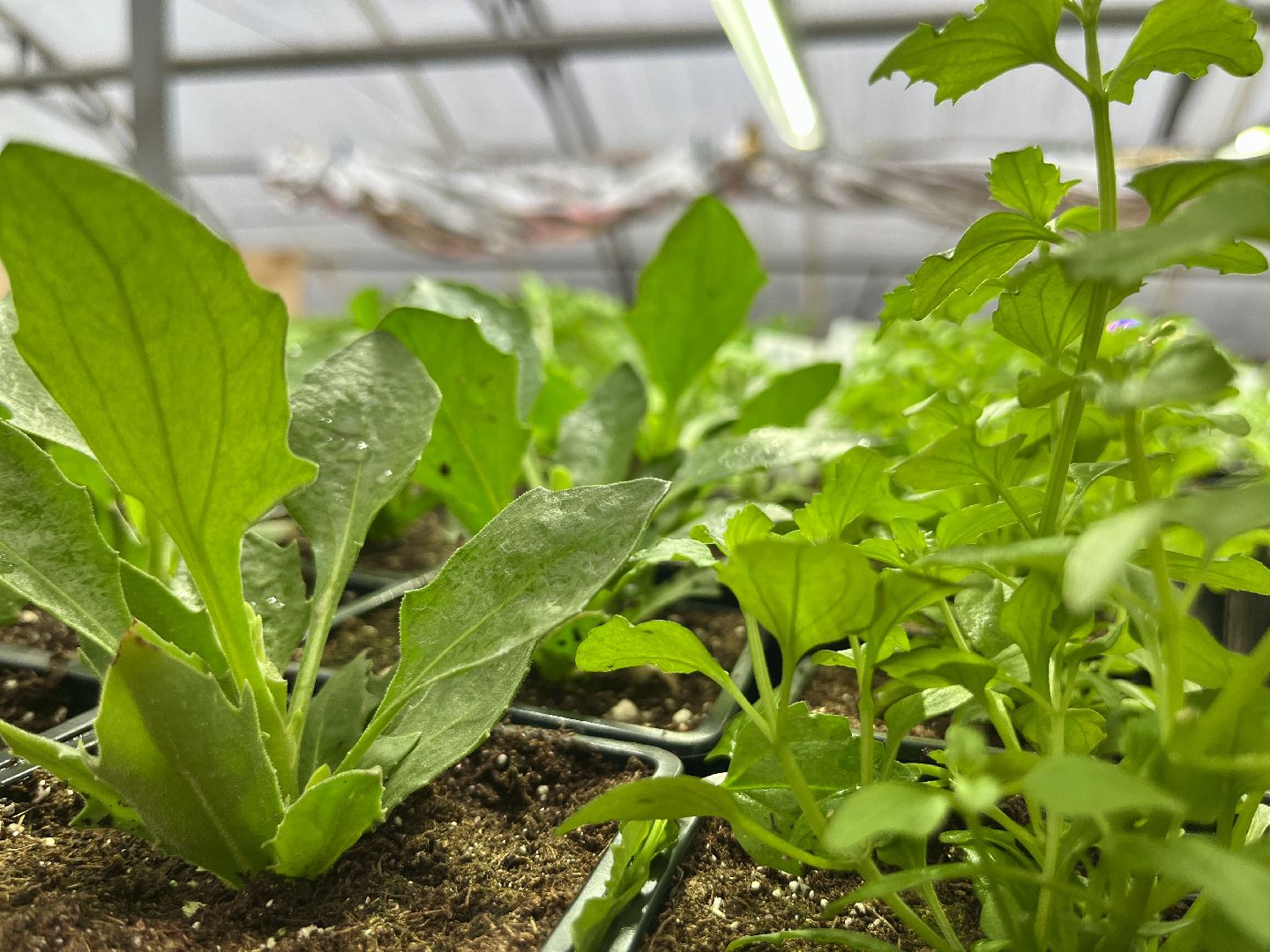 вертикалки, наро-фоминский городской округ, тепличное хозяйство, рассада,