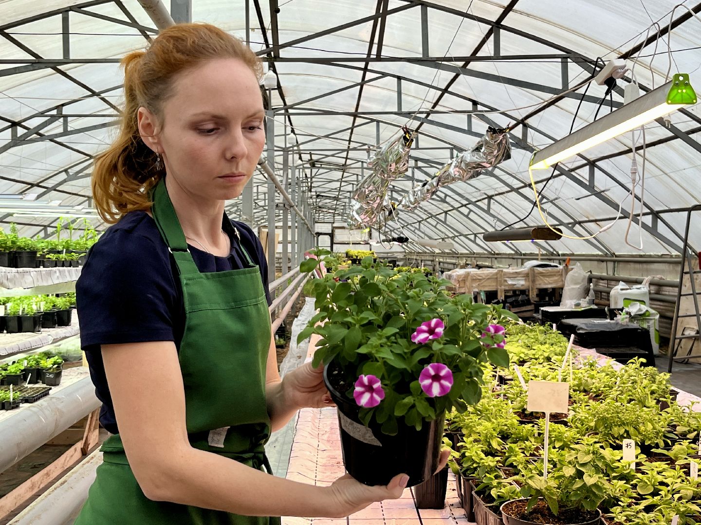вертикалки, наро-фоминский городской округ, тепличное хозяйство, рассада,