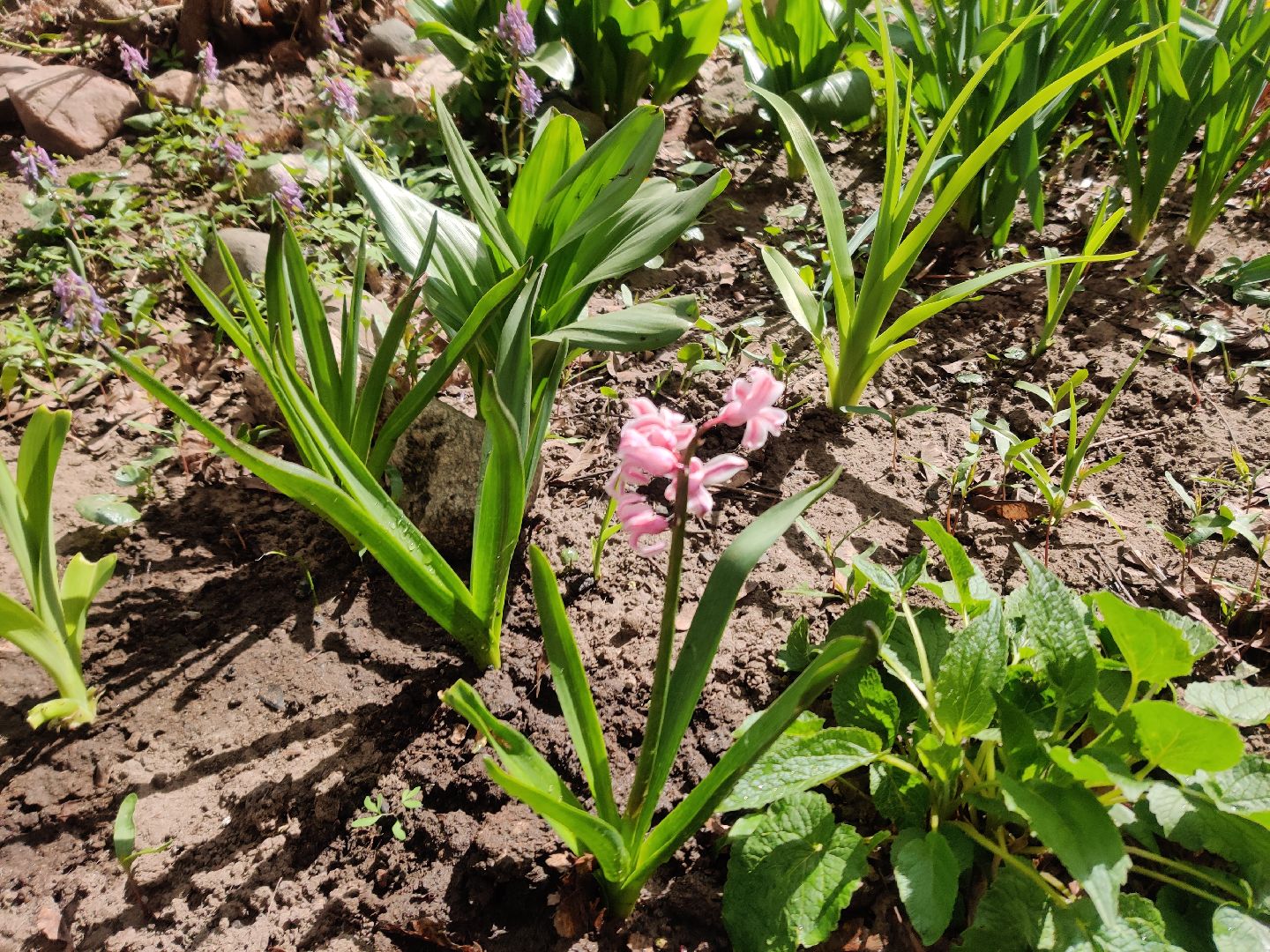 Красноармейск, Пушкинский, субботник, цветник, клумбы