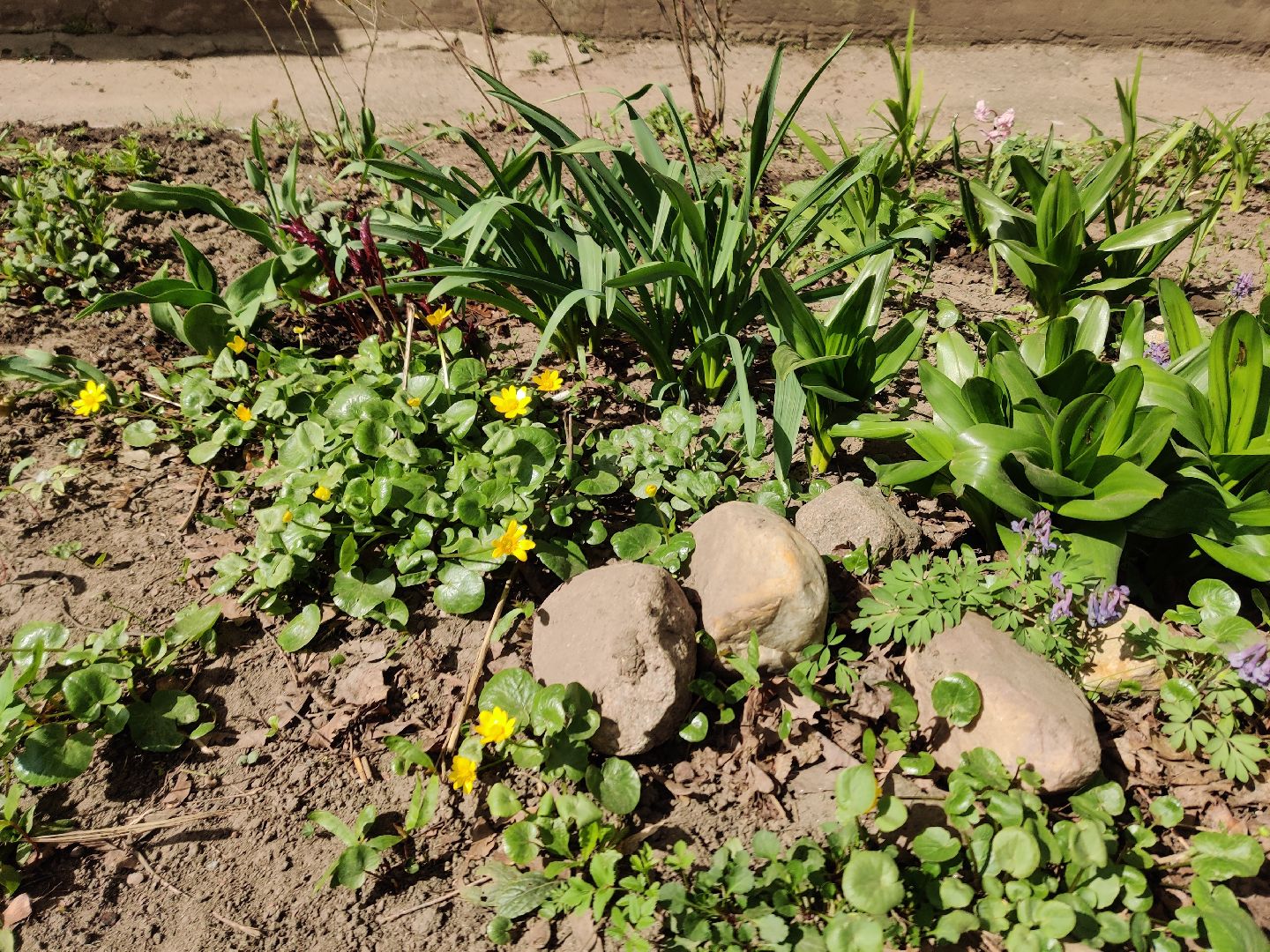 Красноармейск, Пушкинский, субботник, цветник, клумбы