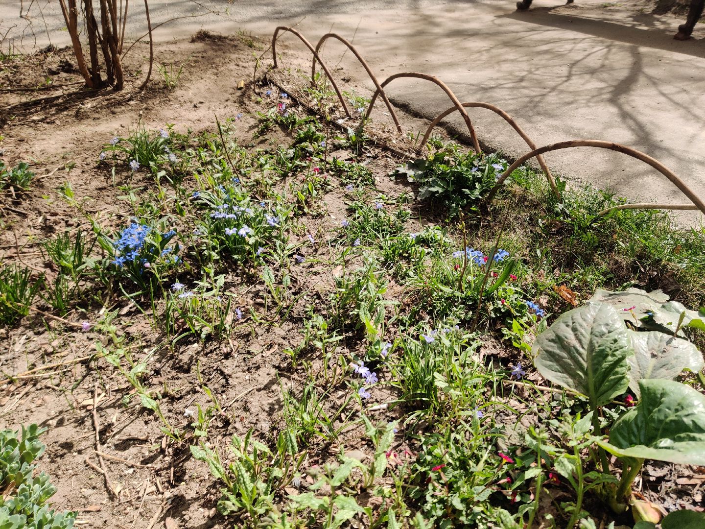 Красноармейск, Пушкинский, субботник, цветник, клумбы