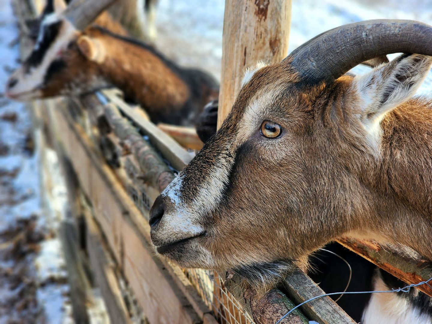 пущино, серпухов, животные, зоопарк, зима в подмосковье,