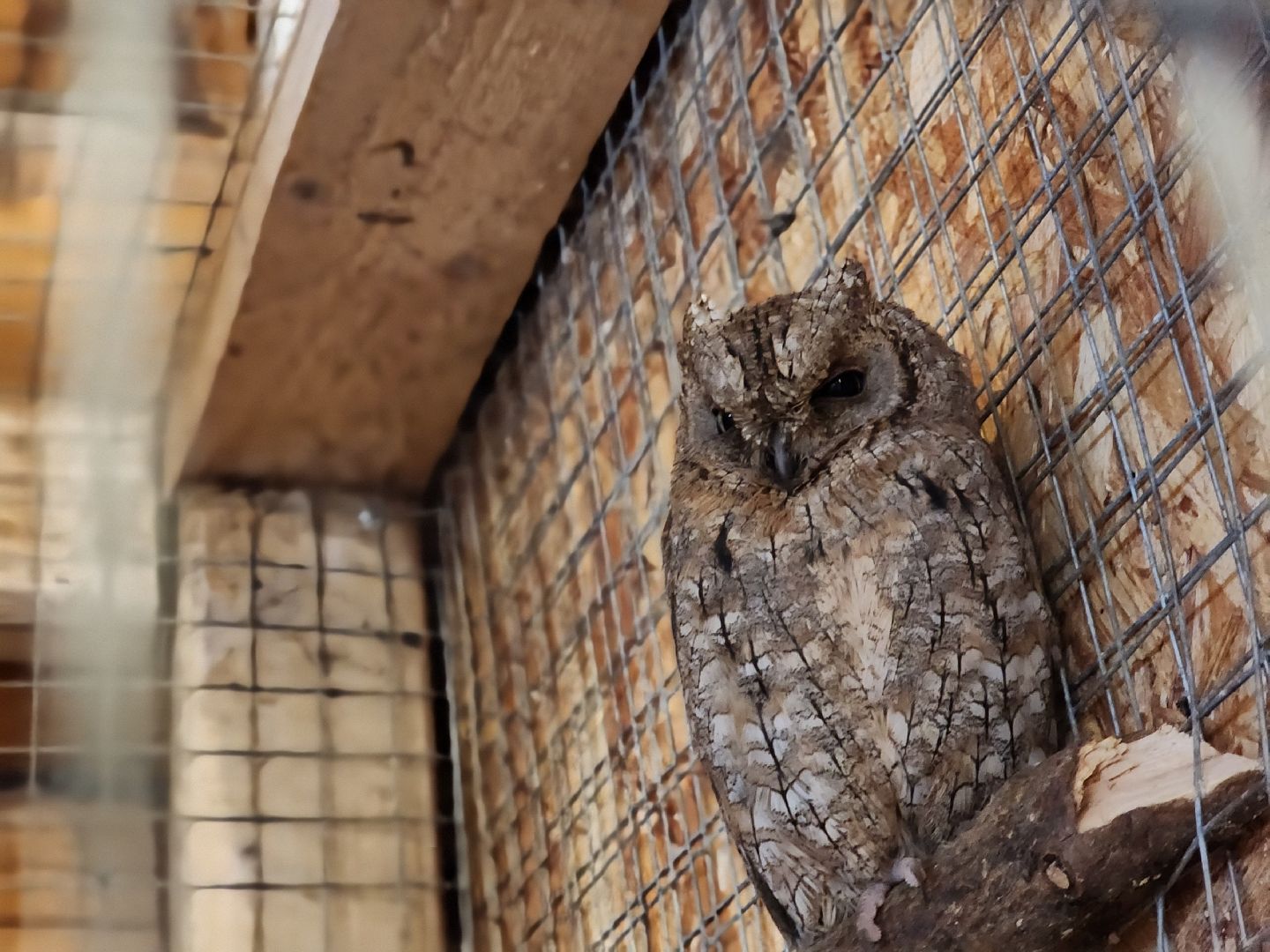 пущино, серпухов, животные, зоопарк, зима в подмосковье,