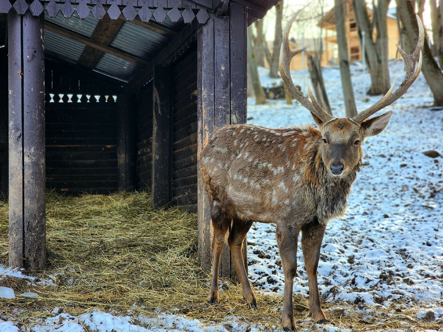 пущино, серпухов, животные, зоопарк, зима в подмосковье,