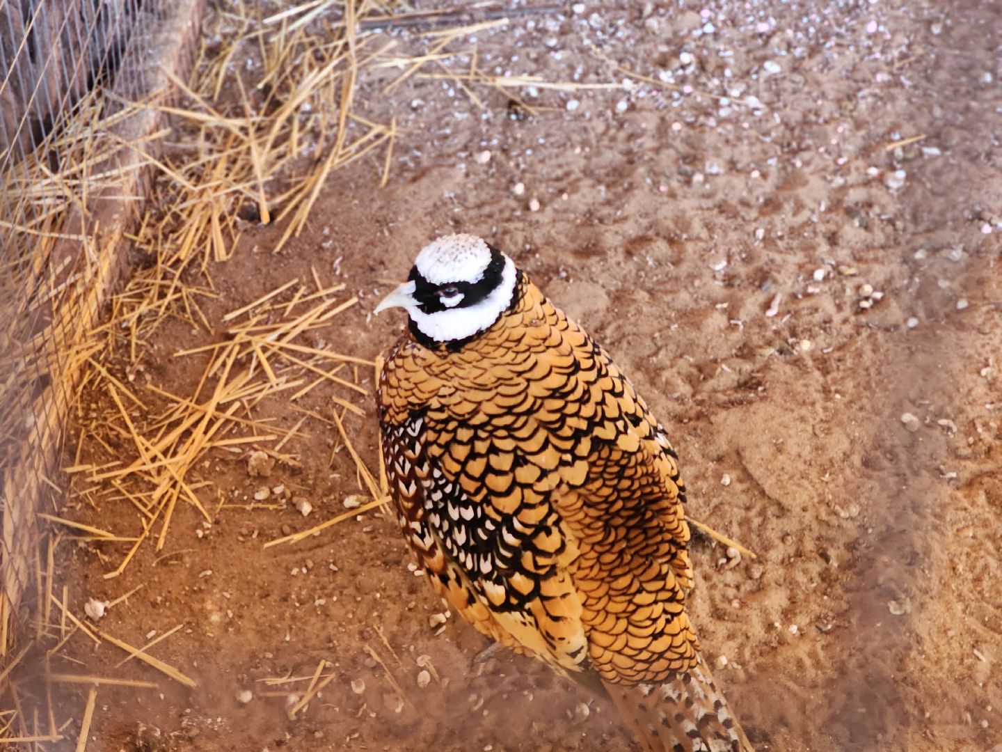 пущино, серпухов, животные, зоопарк, зима в подмосковье,