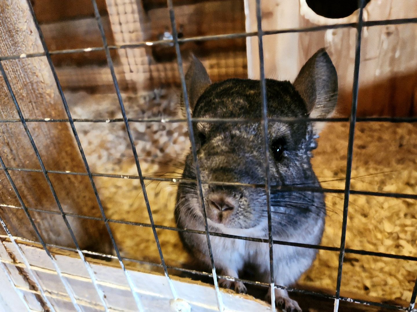 пущино, серпухов, животные, зоопарк, зима в подмосковье,