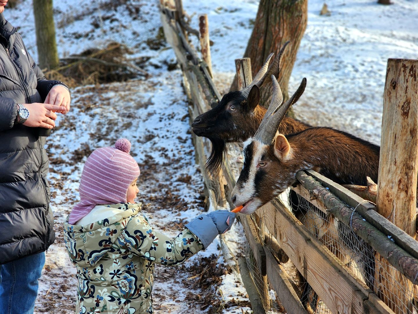 пущино, серпухов, животные, зоопарк, зима в подмосковье,