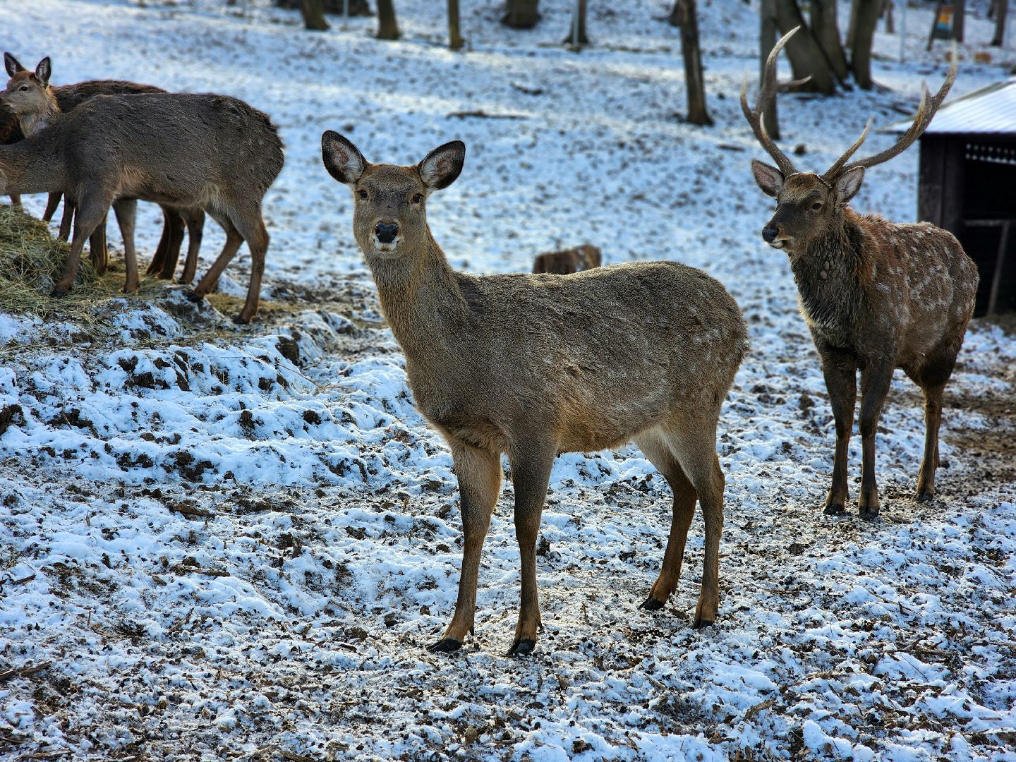пущино, серпухов, животные, зоопарк, зима в подмосковье,