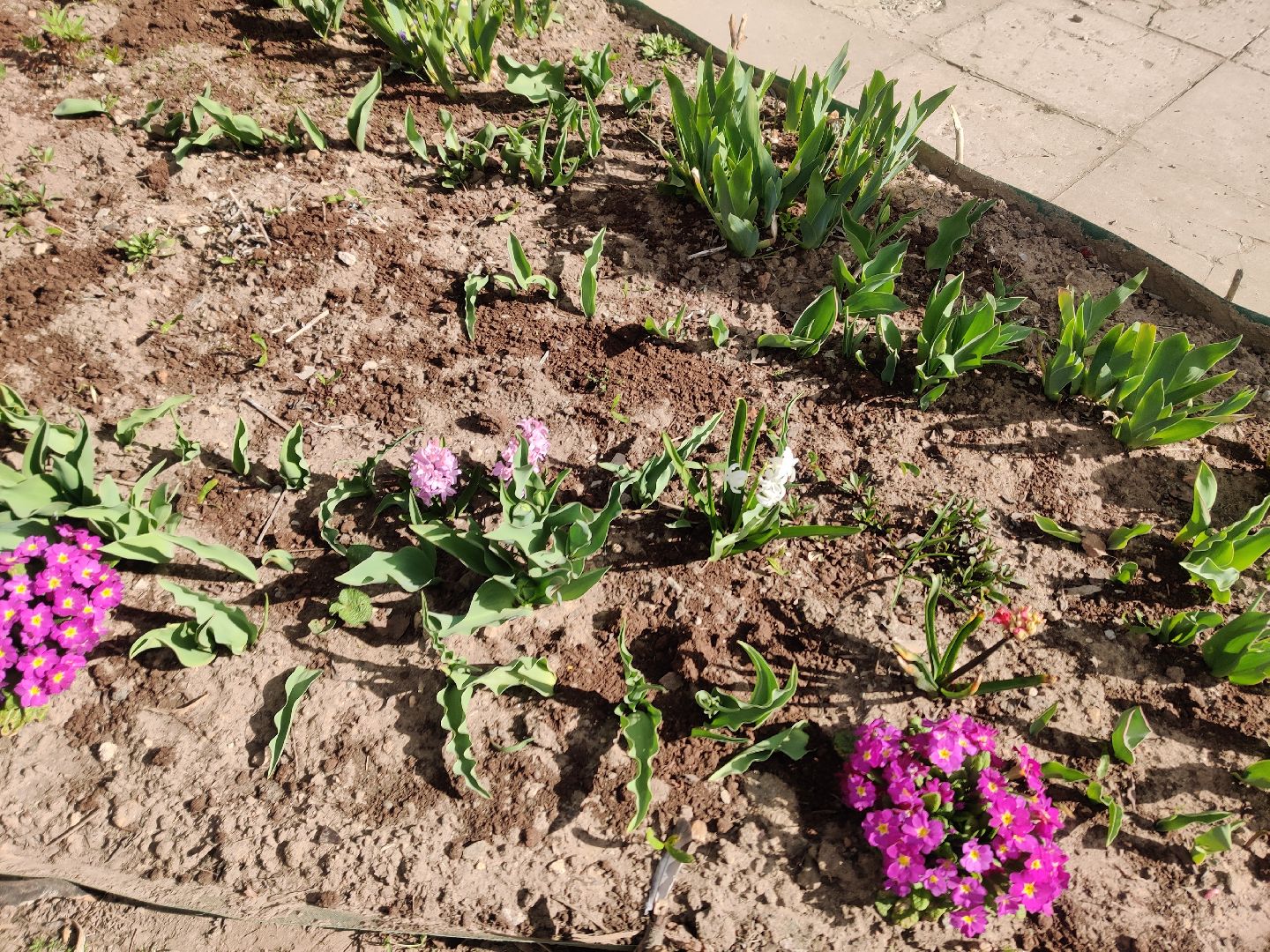 Красноармейск, Пушкинский, клумбы, субботник, весенние цветы