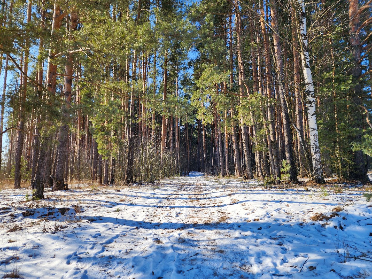 лес, животные, шатура, вертикалки,