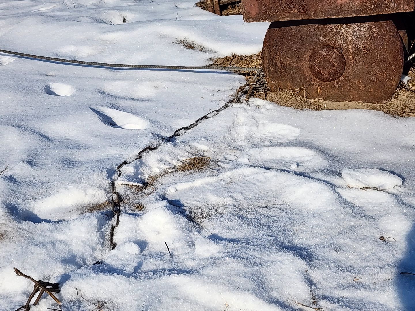 лес, животные, шатура, вертикалки,