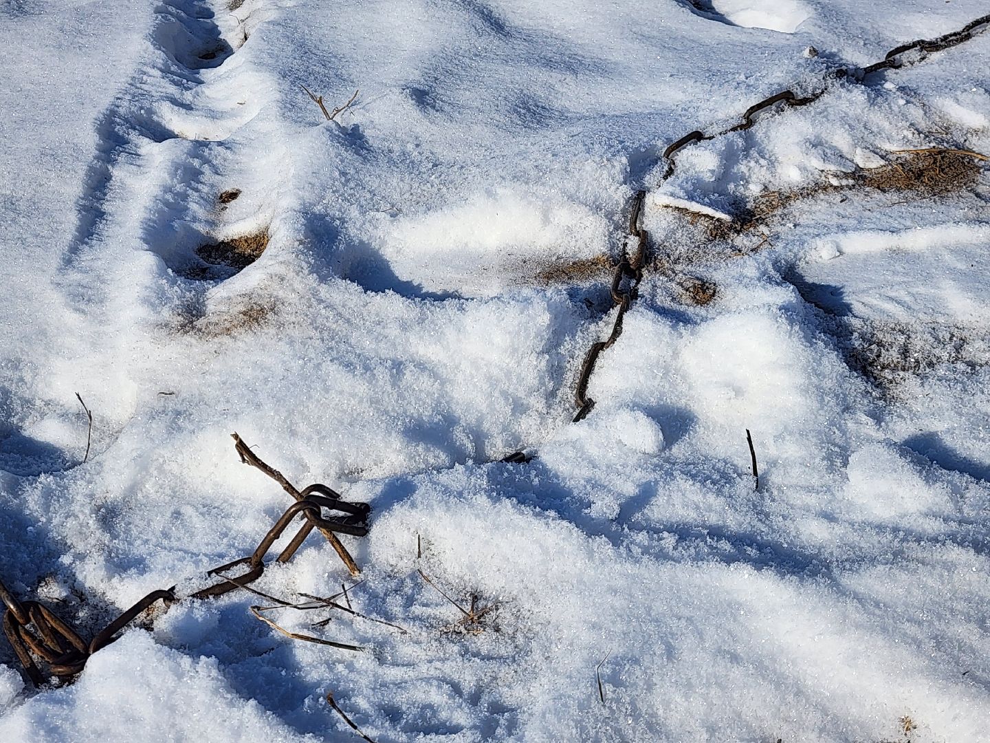 лес, животные, шатура, вертикалки,