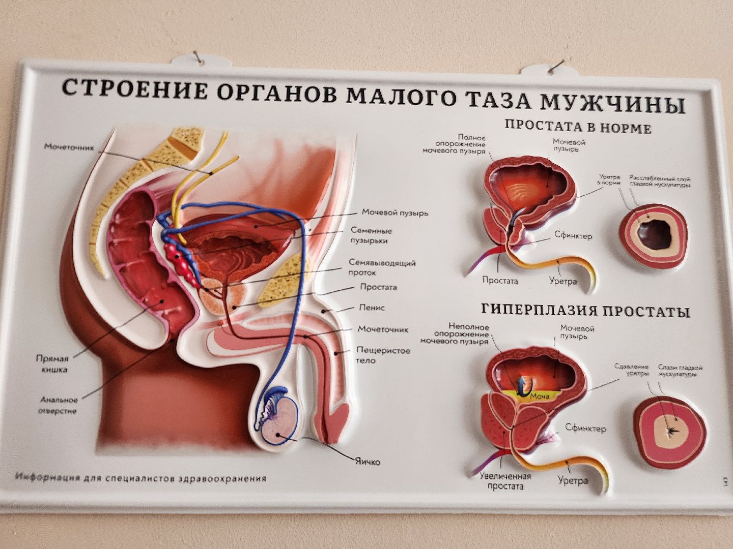 фрязино, молодой врач, медицина,