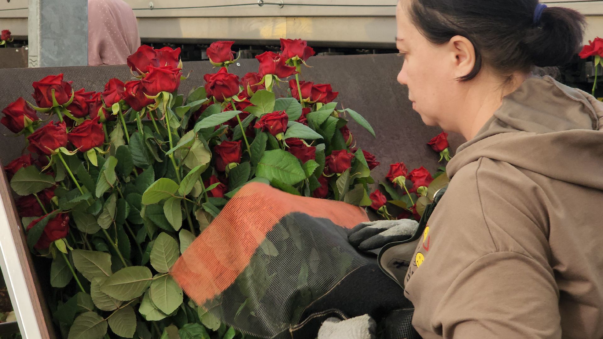 ступино, 8 марта, тепличный комплекс, экономика, вертикалки,