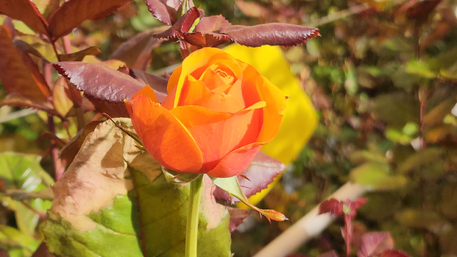 ступино, 8 марта, тепличный комплекс, экономика, вертикалки,