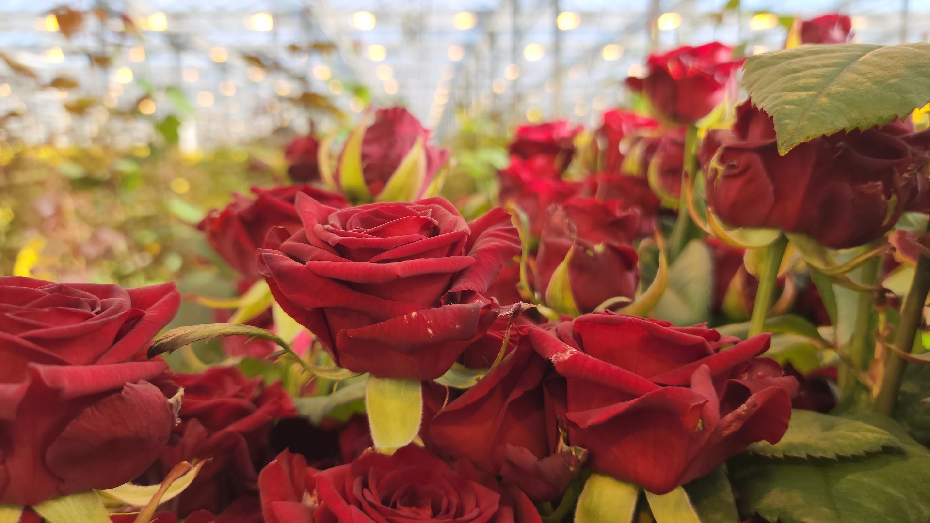 ступино, 8 марта, тепличный комплекс, экономика, вертикалки,