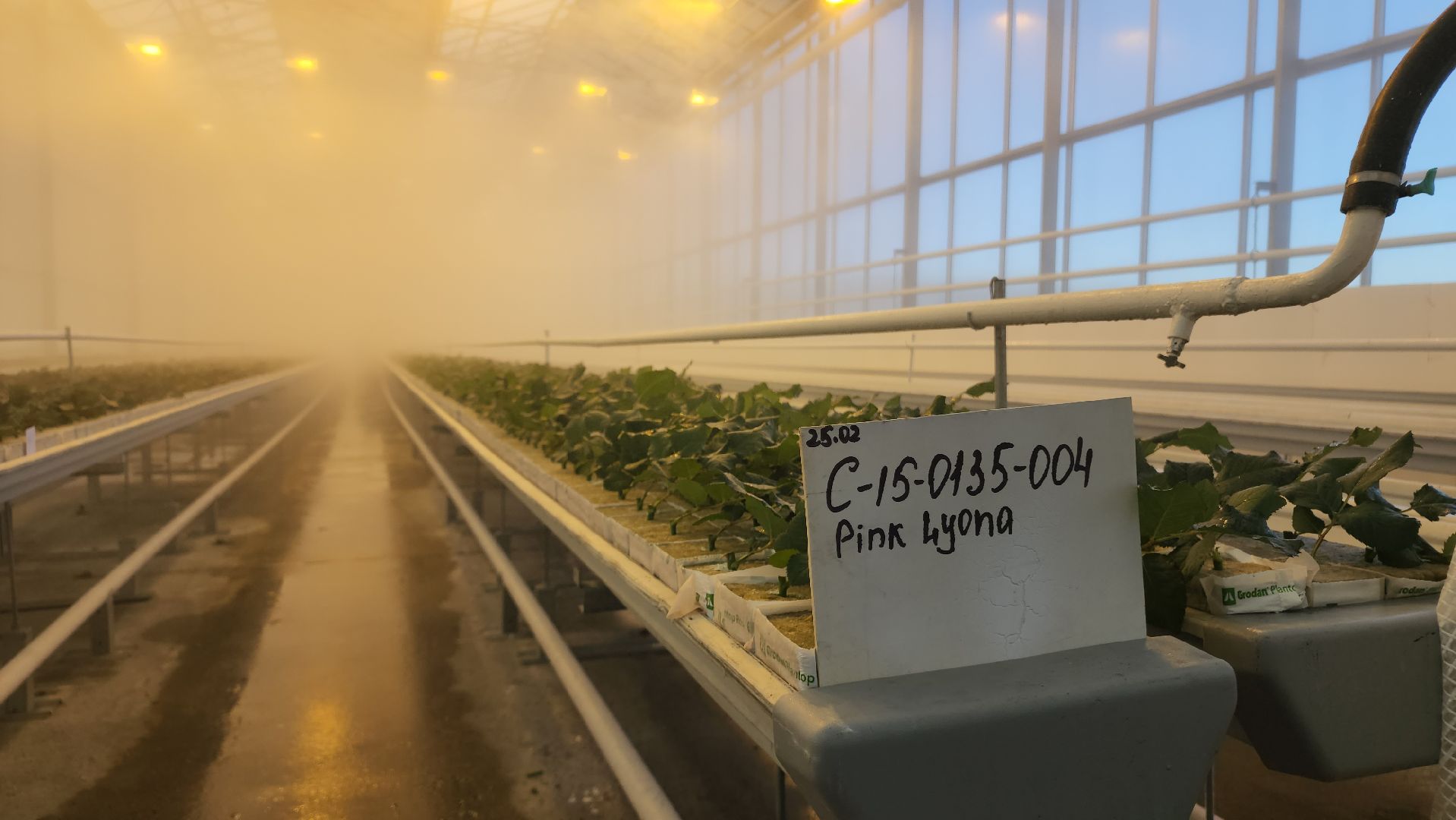 ступино, 8 марта, тепличный комплекс, экономика, вертикалки,