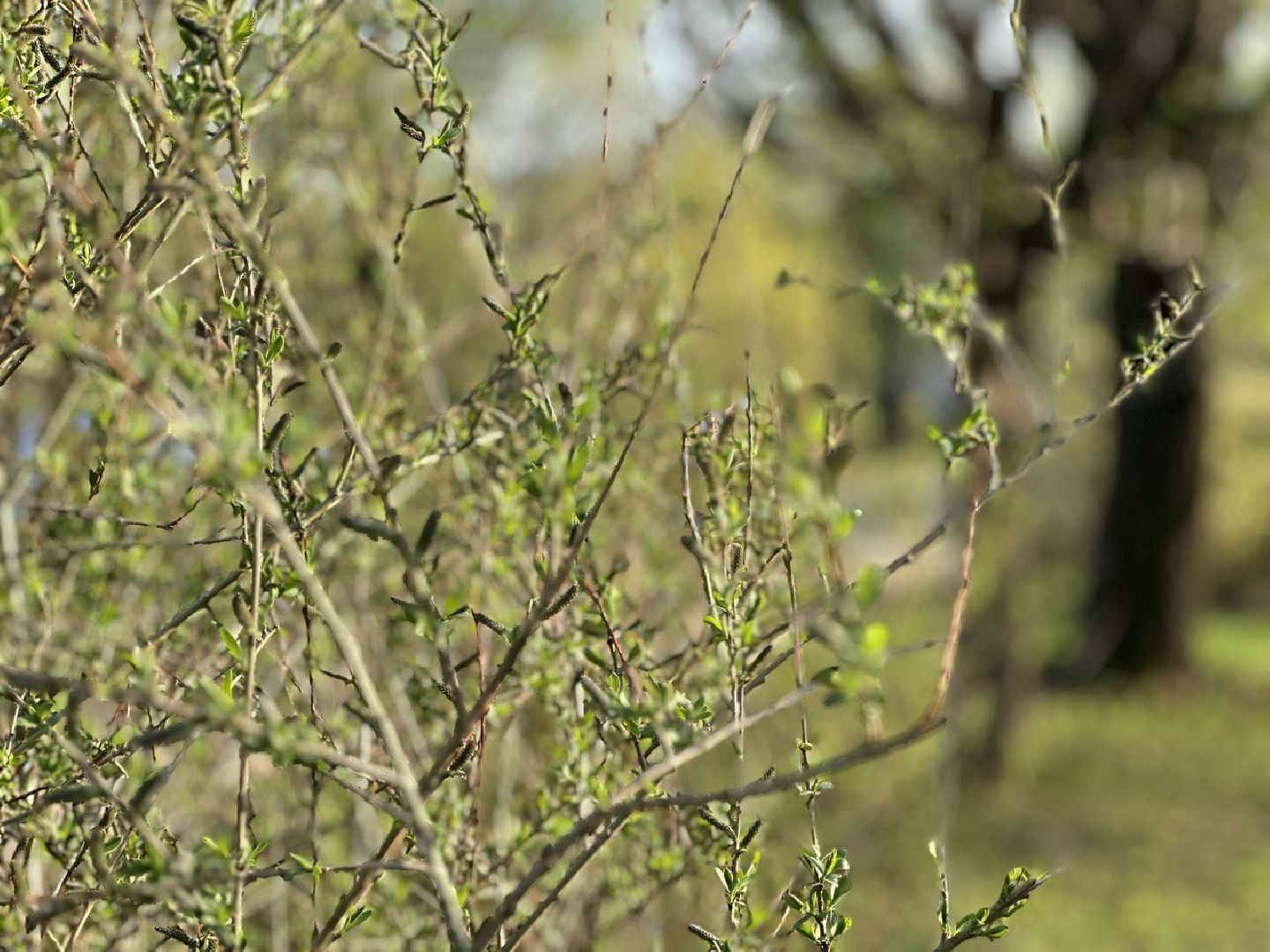 Реутов, парк, вода, Фабричный пруд, обработка, клещи