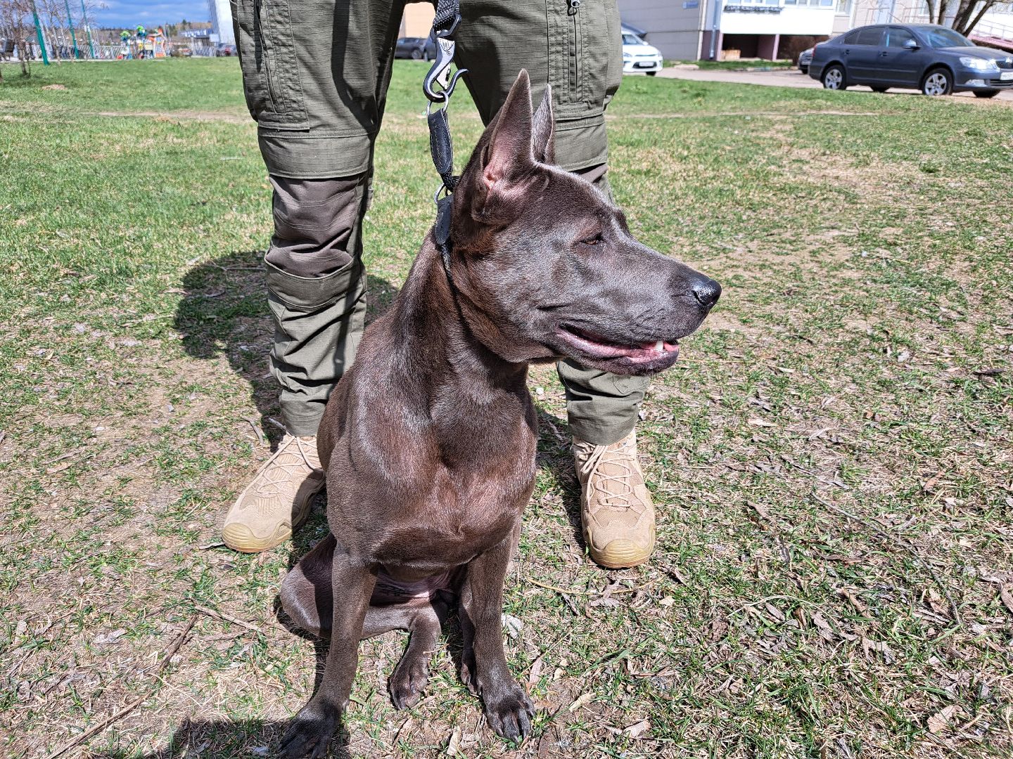 Рузский городской округ, выгул собак, животные, площадки для собак, добродел, голосование