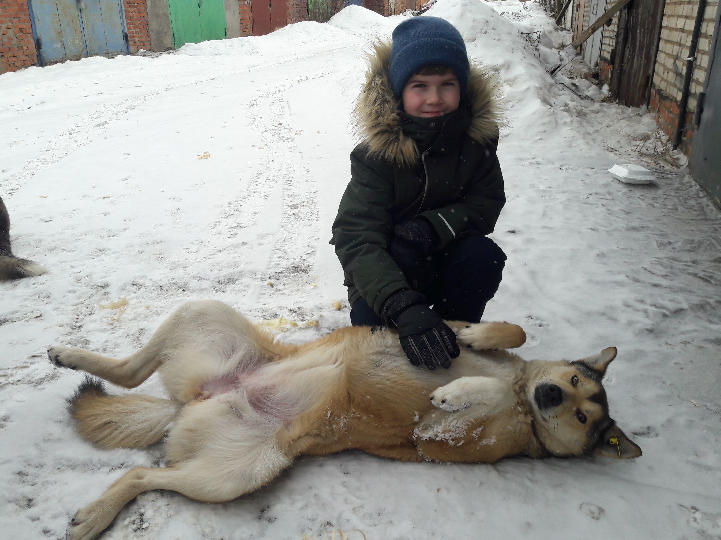 Рузский городской округ, выгул собак, животные, площадки для собак, добродел, голосование
