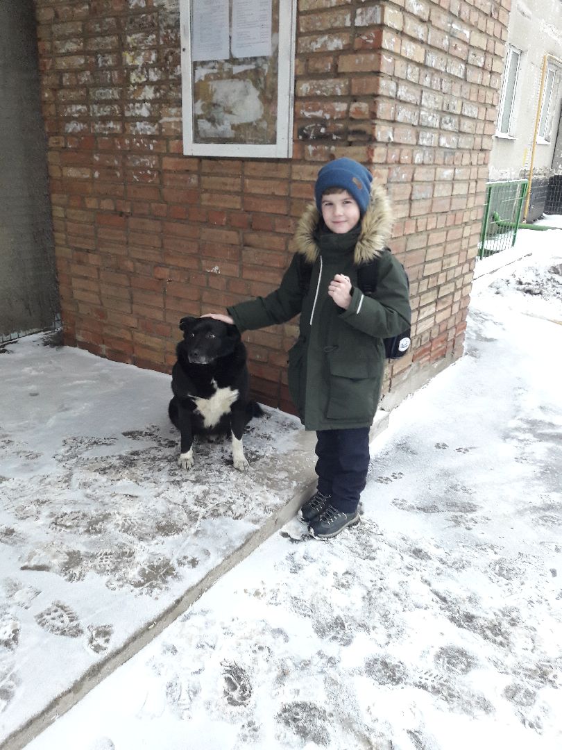 Рузский городской округ, выгул собак, животные, площадки для собак, добродел, голосование