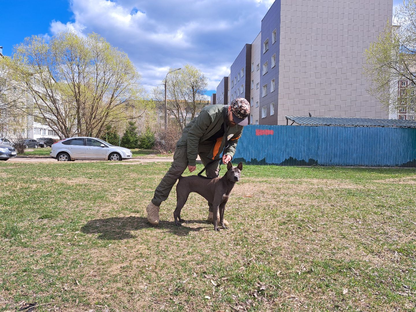 Рузский городской округ, выгул собак, животные, площадки для собак, добродел, голосование