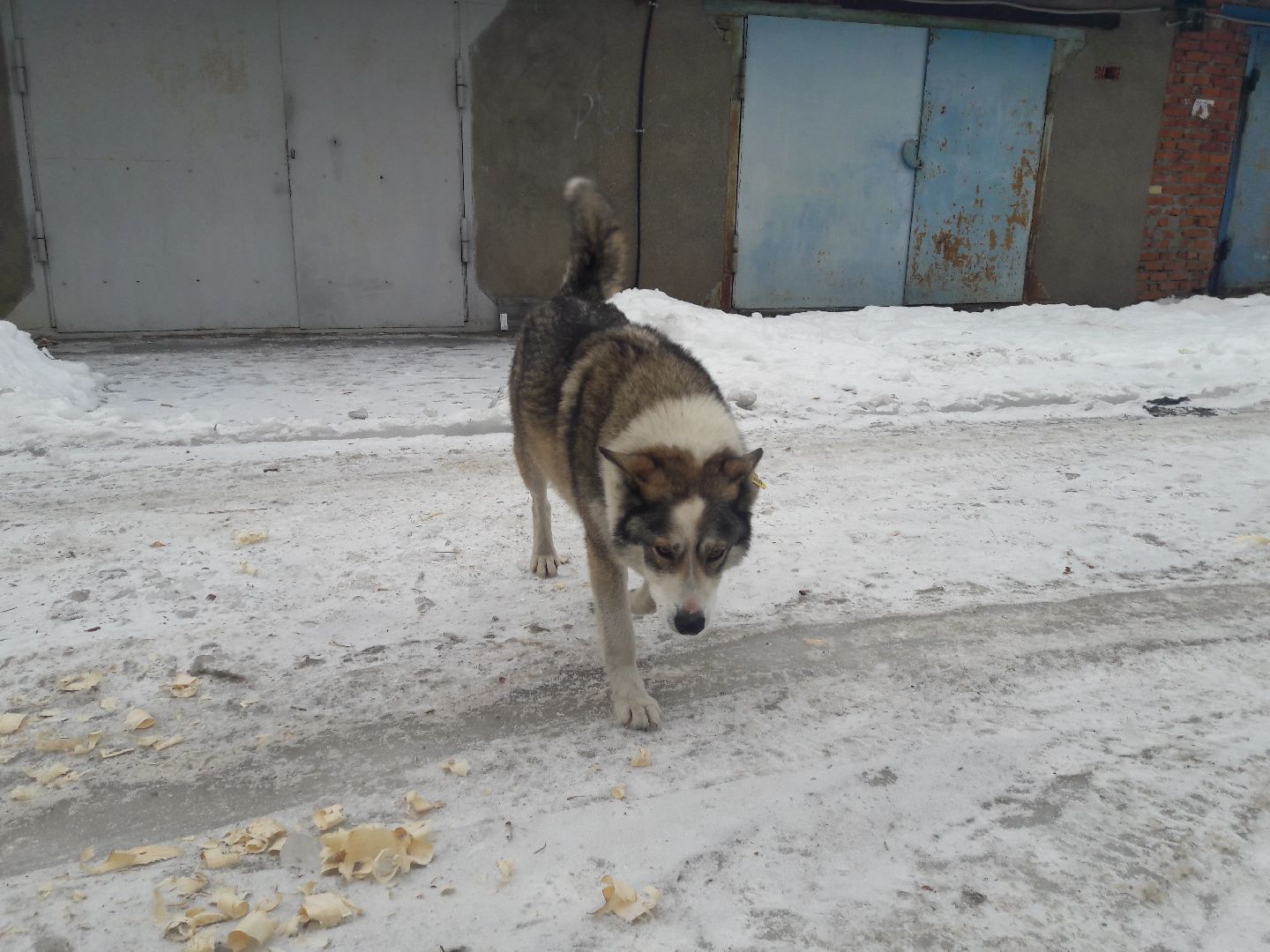 Рузский городской округ, выгул собак, животные, площадки для собак, добродел, голосование