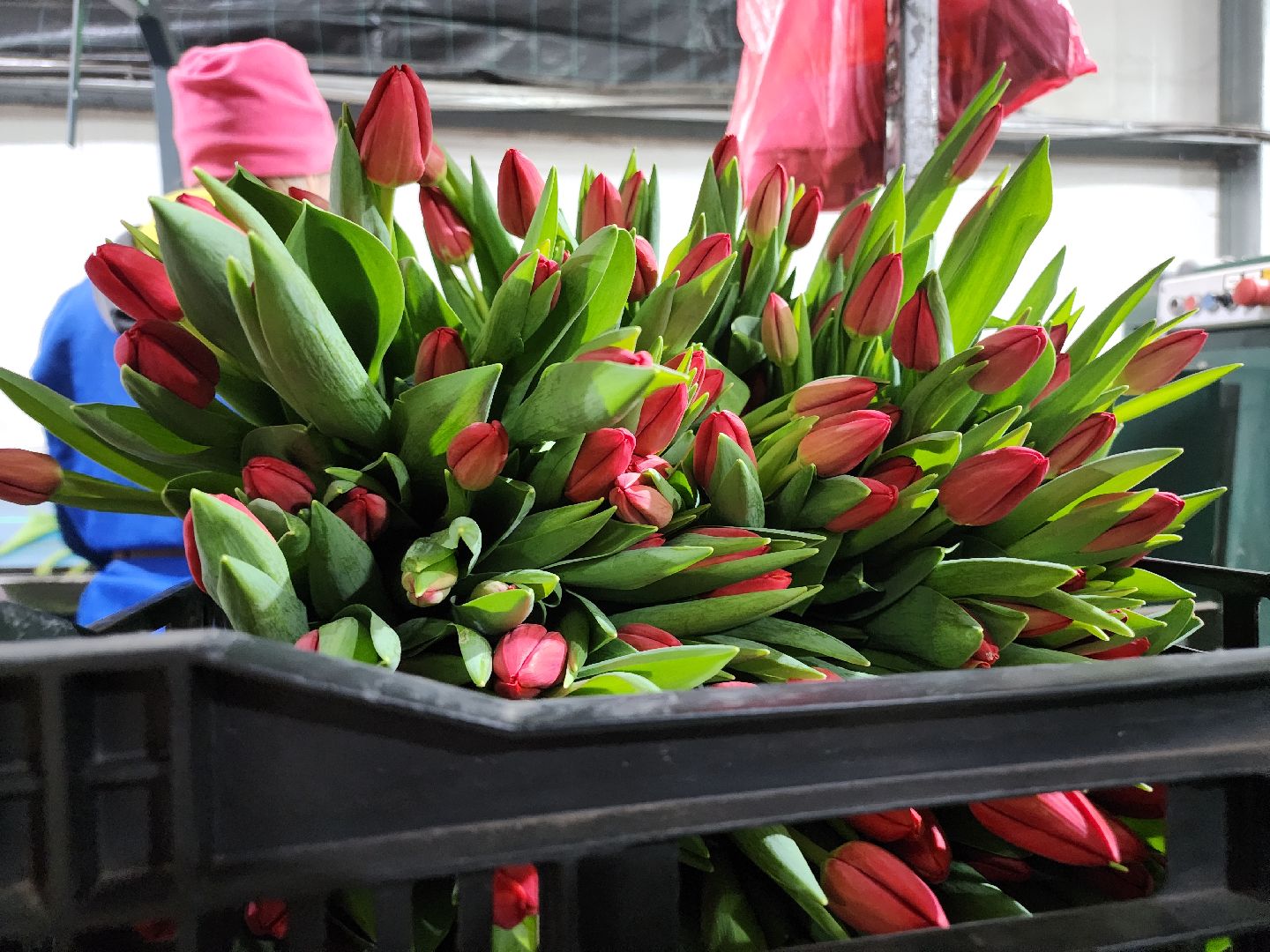 Егорьевск, Подмосковье, Московская область, вертикалки,