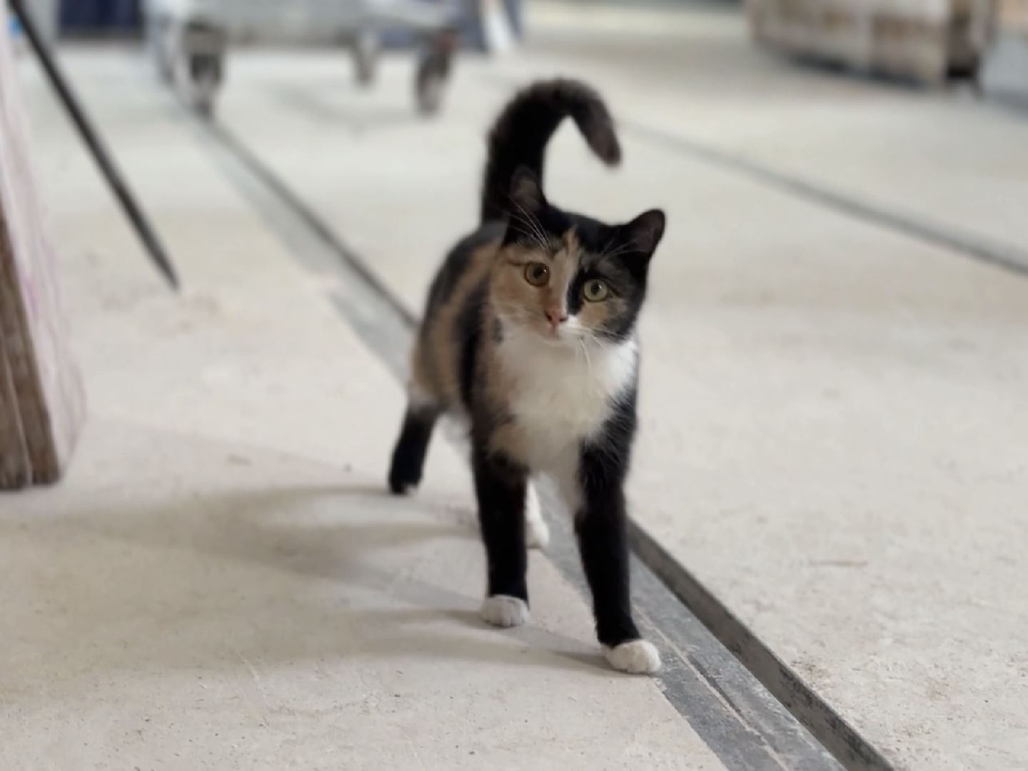 раменское, гжель, масленица, промыслы,