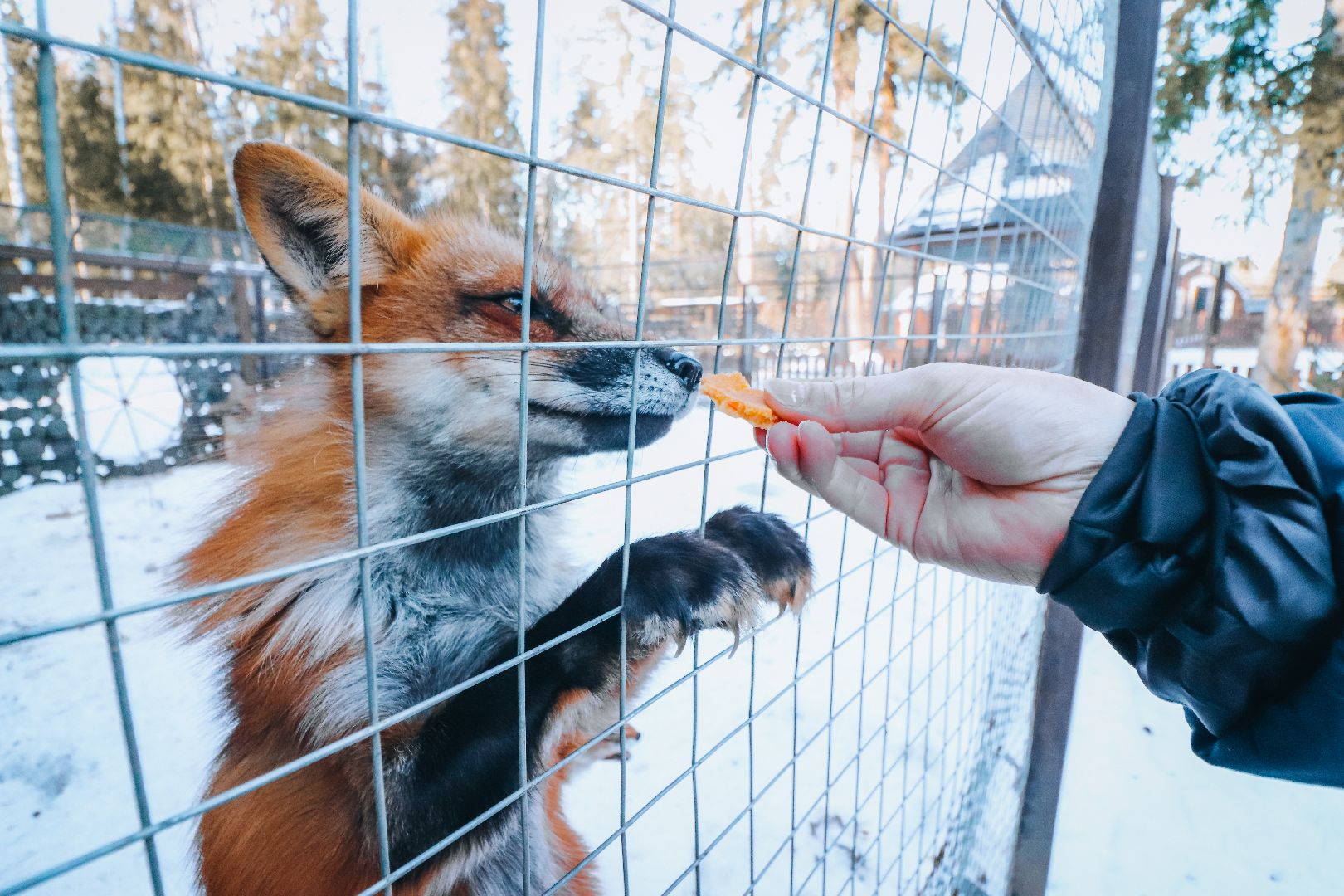 Клин, общество, животные, масленица, вертикалки,