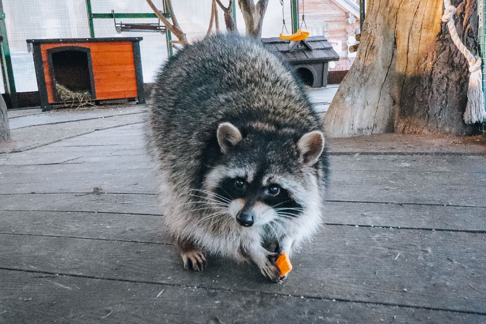 Клин, общество, животные, масленица, вертикалки,