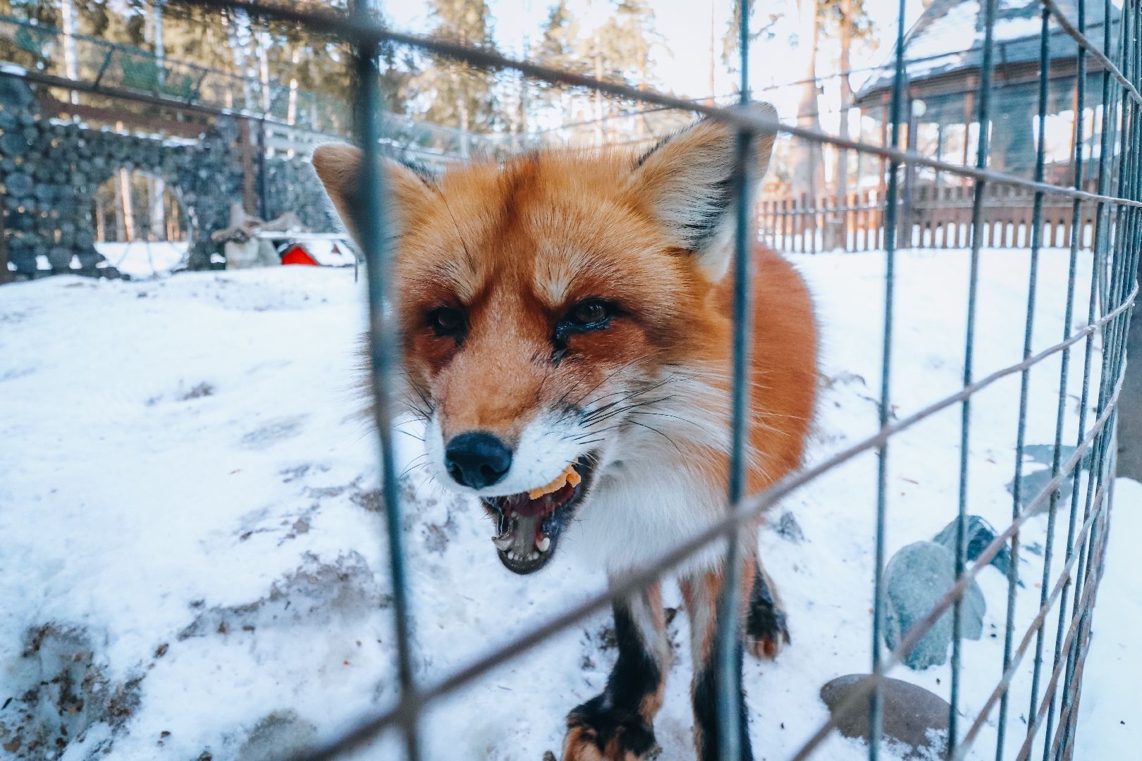 Клин, общество, животные, масленица, вертикалки,