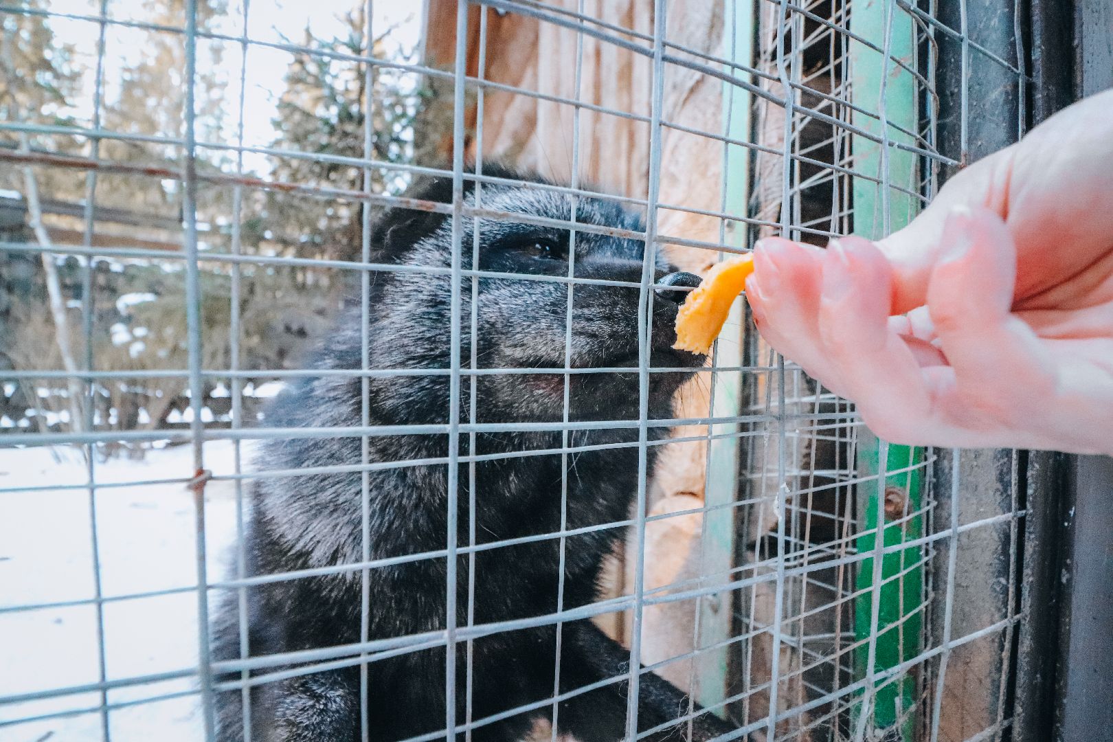 Клин, общество, животные, масленица, вертикалки,