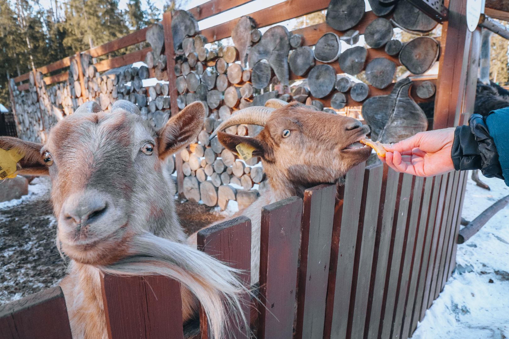 Клин, общество, животные, масленица, вертикалки,