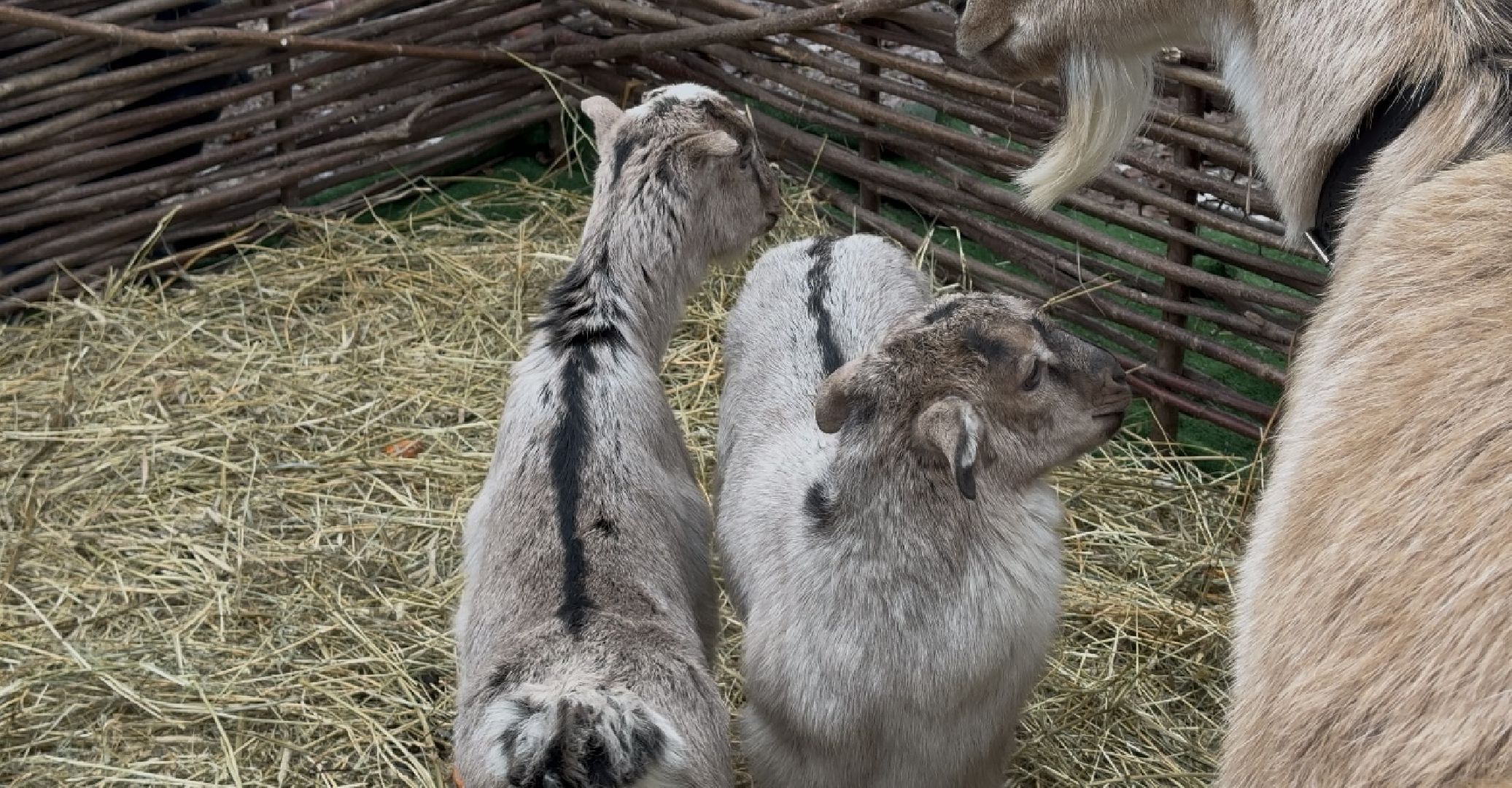 солнечногорск, масленица, праздник, жители, животные, вертикалки,