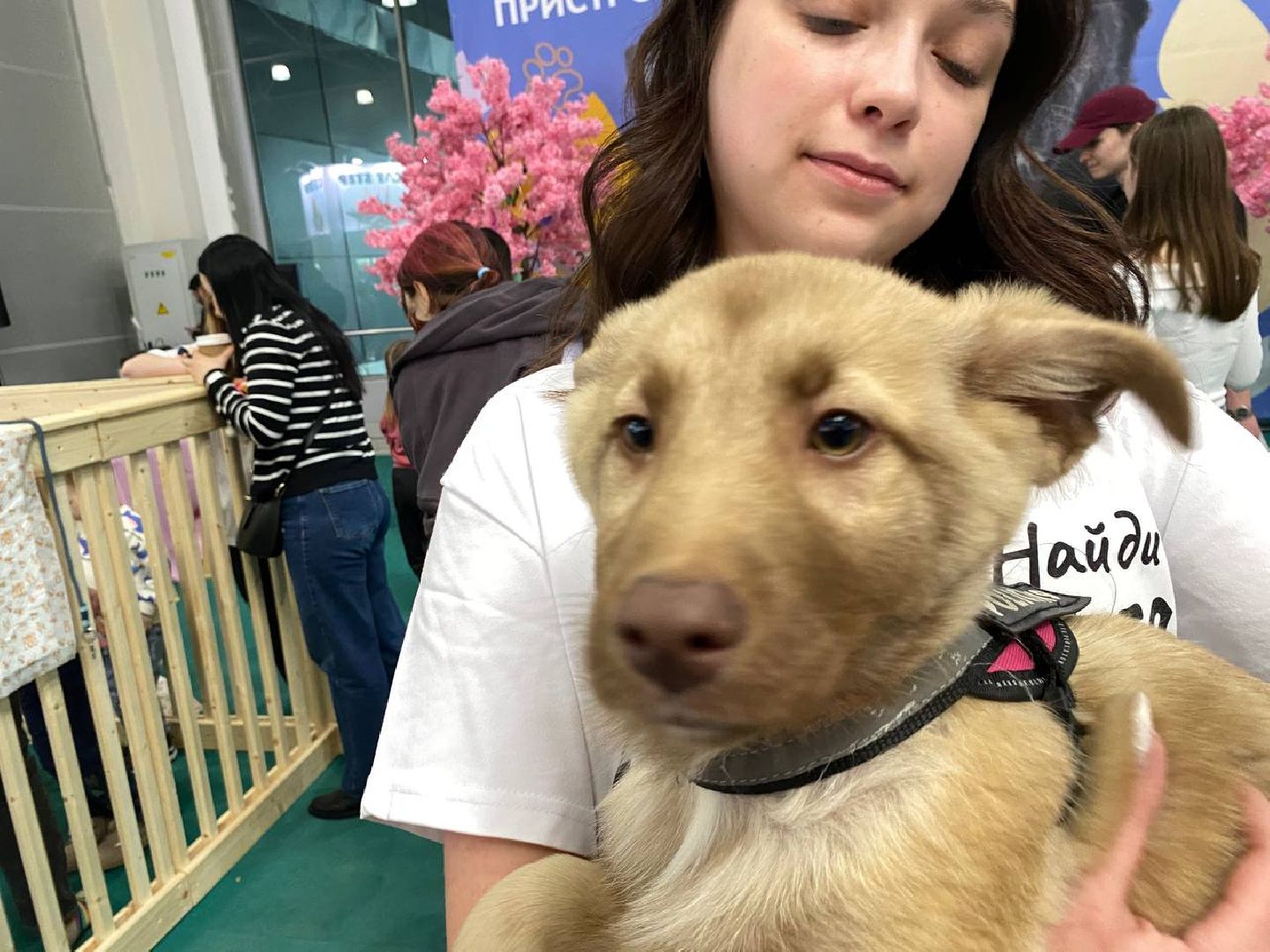 вертикалки, зоофестиваль, выставкаживотных, крокусэкспо, викторияписаренко,