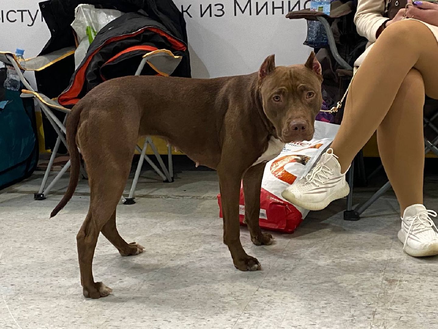 вертикалки, зоофестиваль, выставкаживотных, крокусэкспо, викторияписаренко,