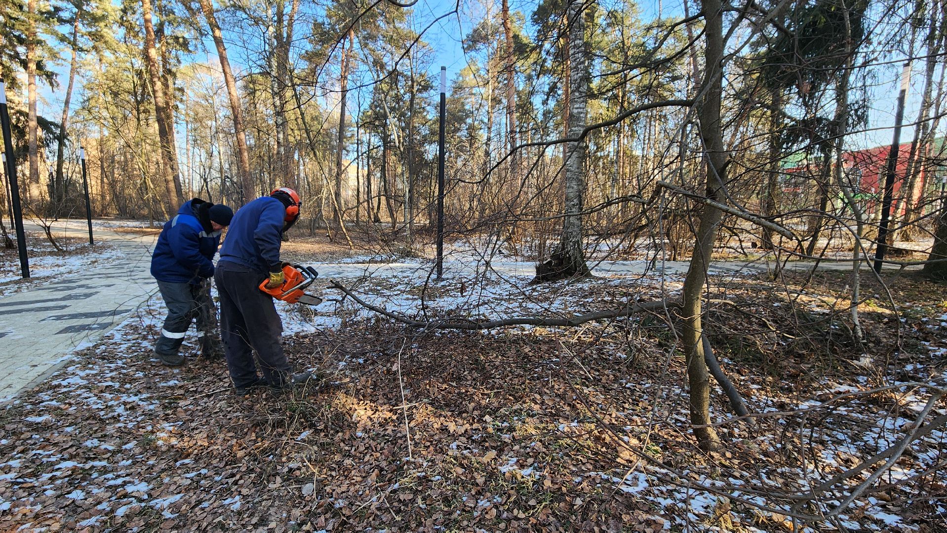 коммунальщики очищают лес, протвино, комбинат благоустройства, вертикалки,