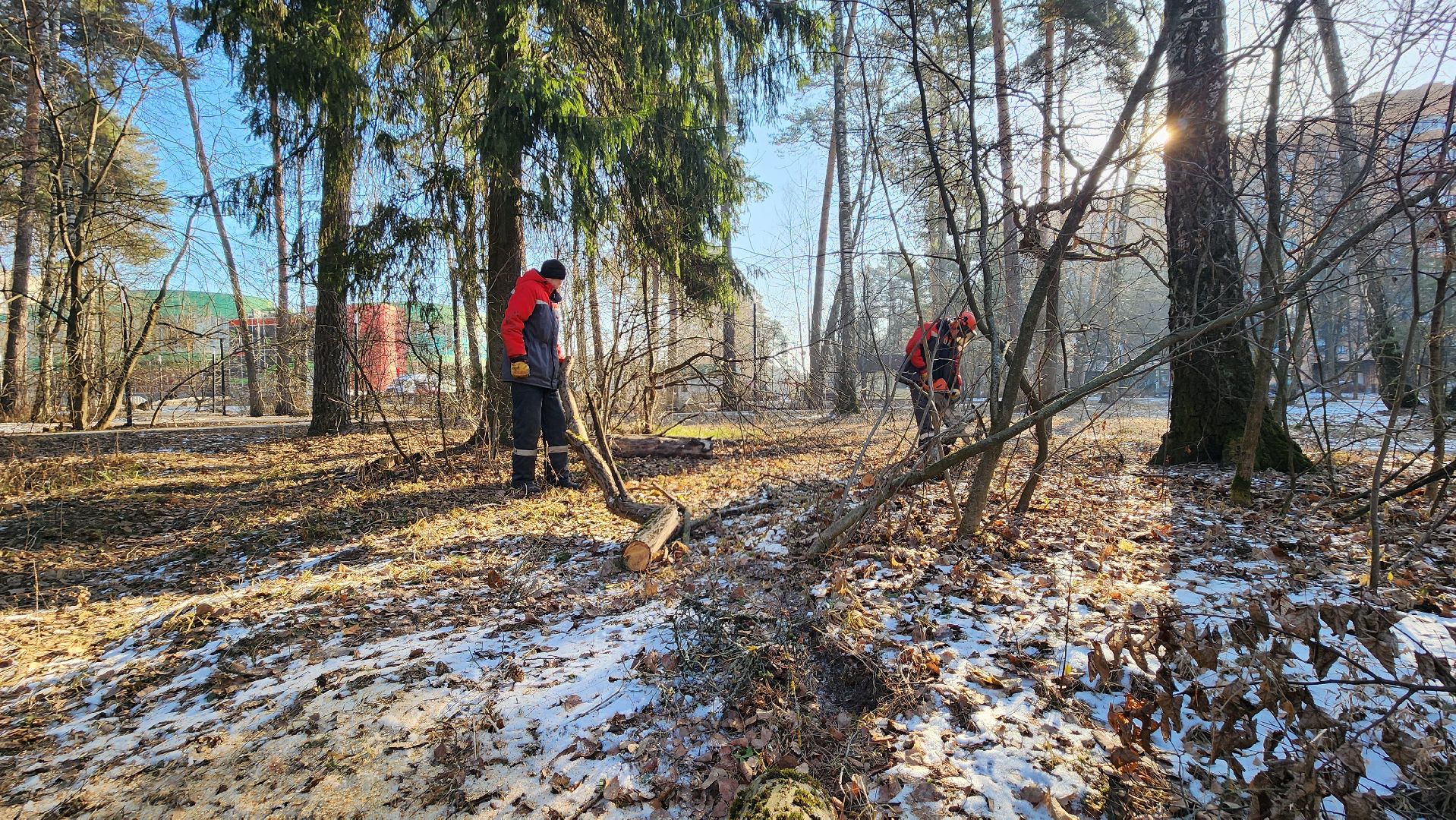 коммунальщики очищают лес, протвино, комбинат благоустройства, вертикалки,