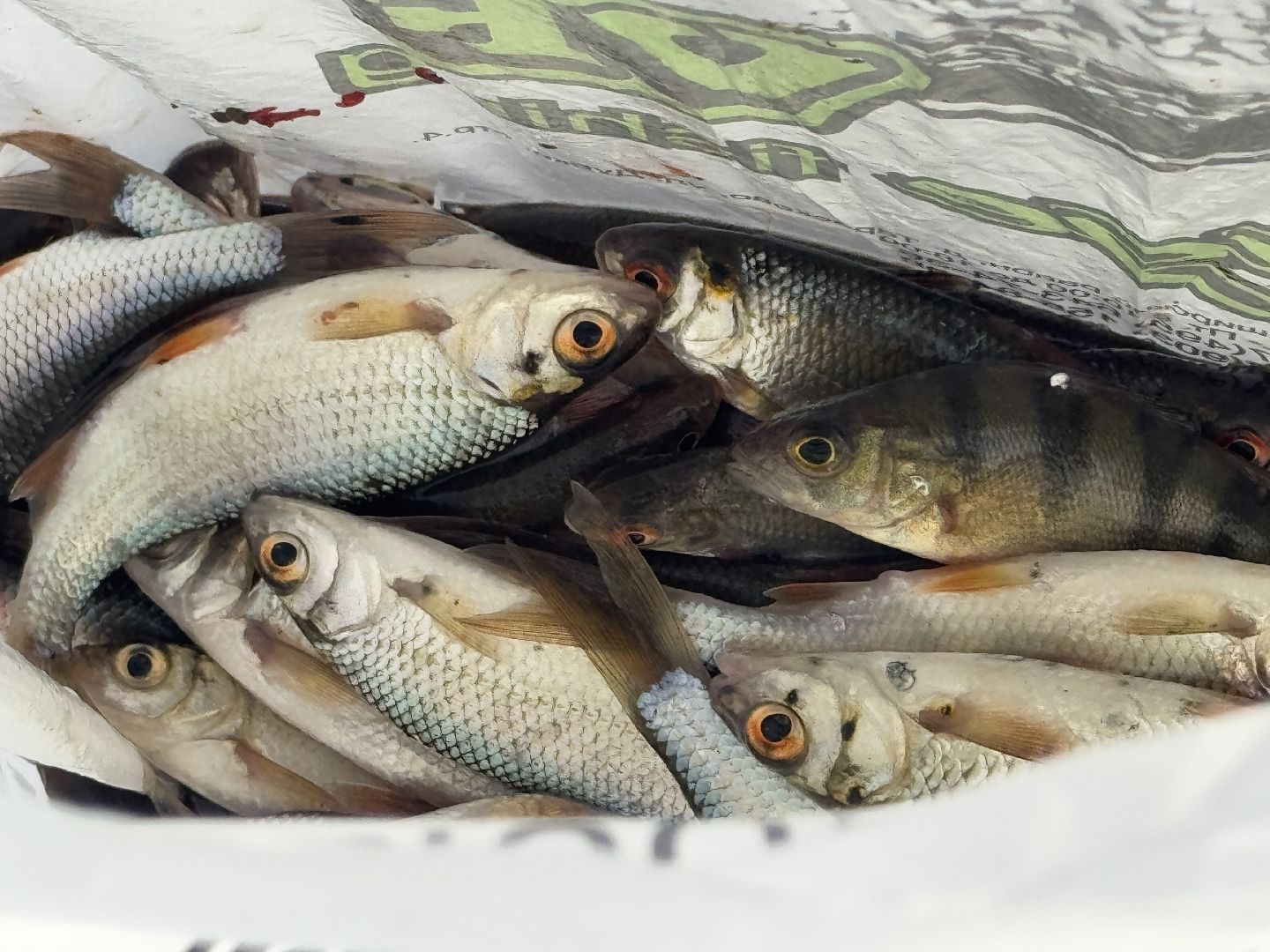 шаховская, рыбная ловля, рыбалка, спорт, вертикалки,