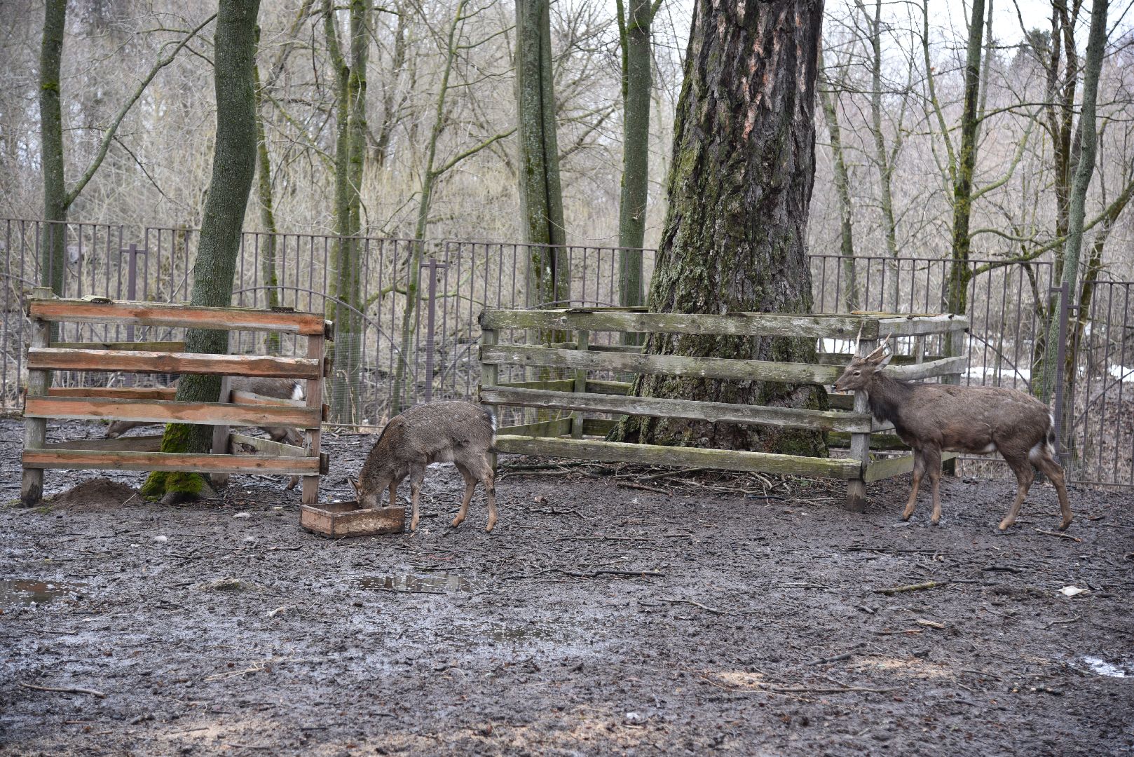 лотошино, лотошинский парк, животные, мини-зоопарк с животными,