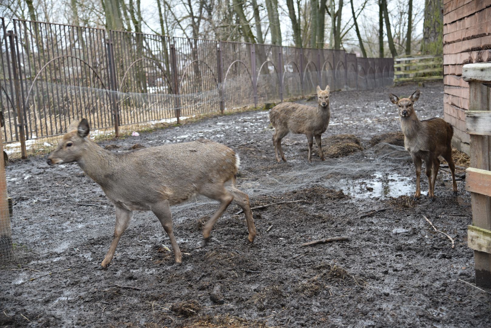 лотошино, лотошинский парк, животные, мини-зоопарк с животными,
