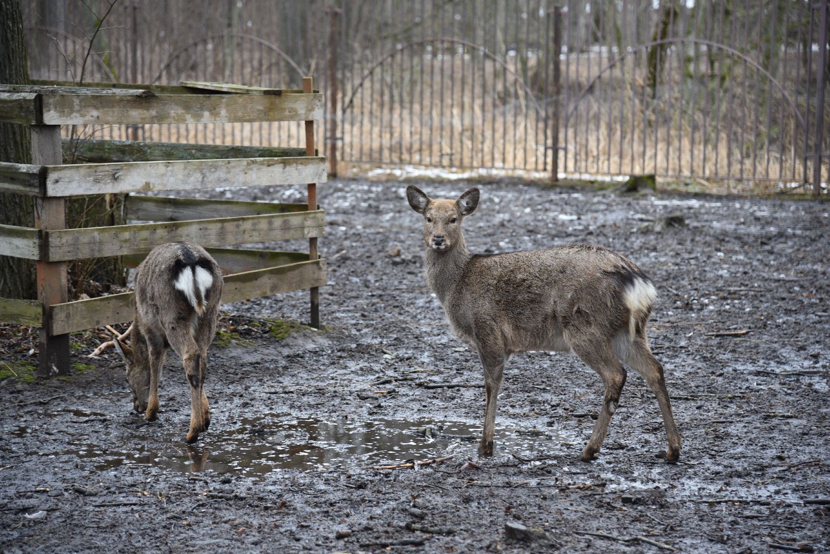 лотошино, лотошинский парк, животные, мини-зоопарк с животными,