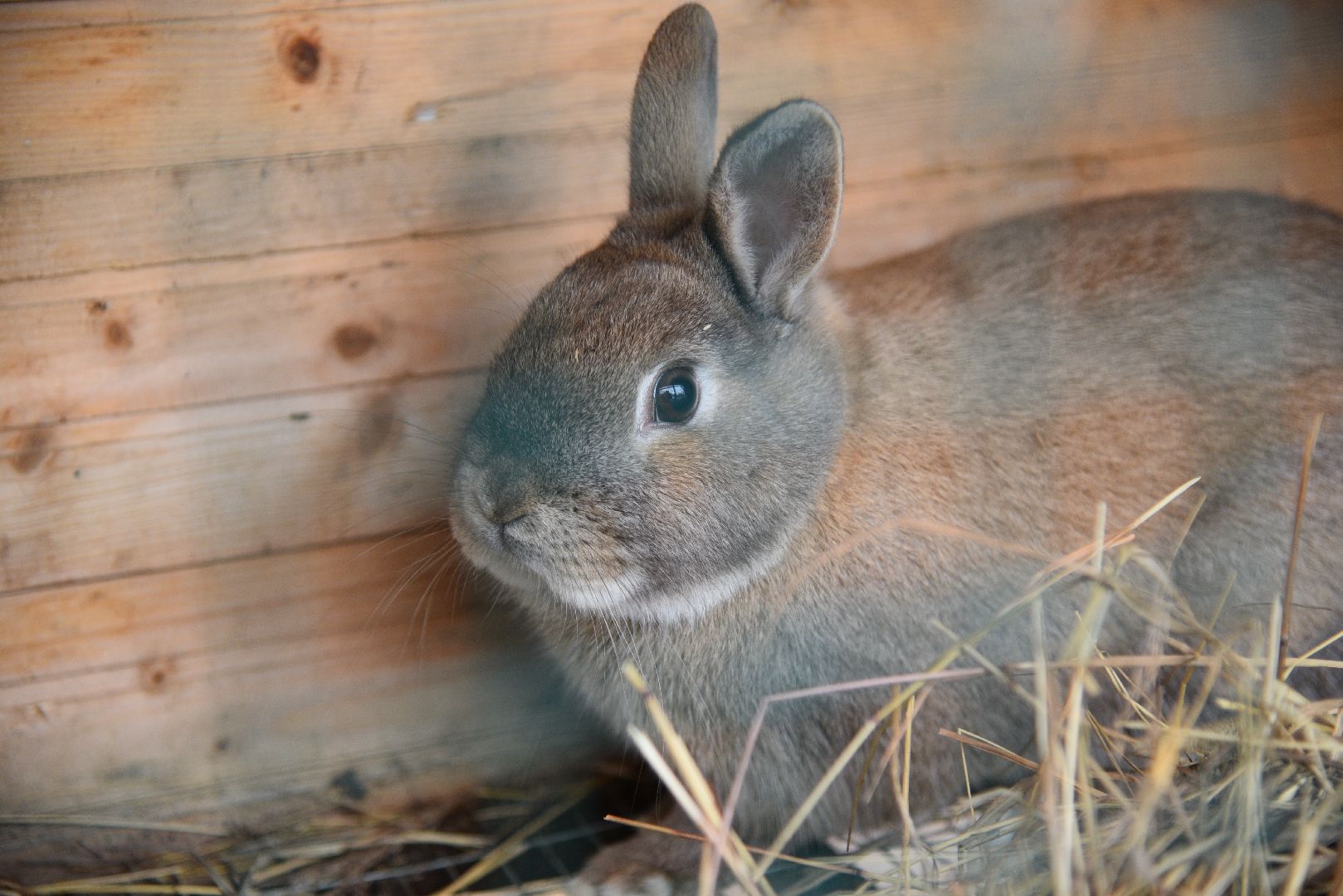 лотошино, лотошинский парк, животные, мини-зоопарк с животными,