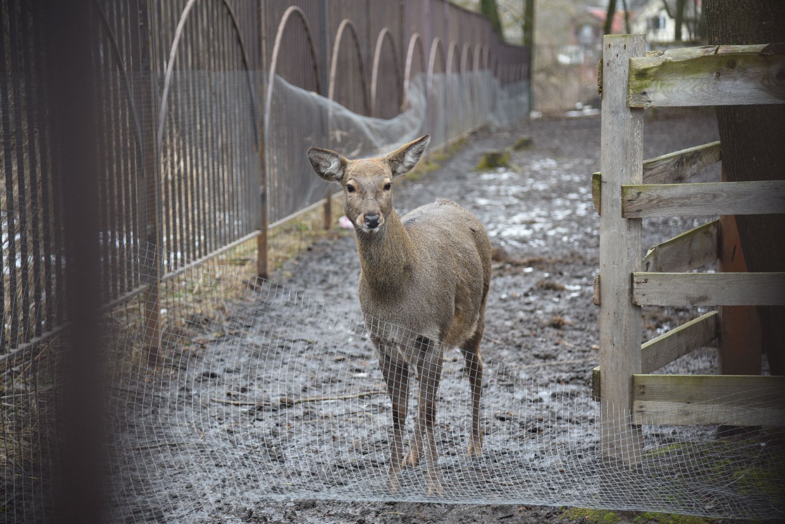 лотошино, лотошинский парк, животные, мини-зоопарк с животными,