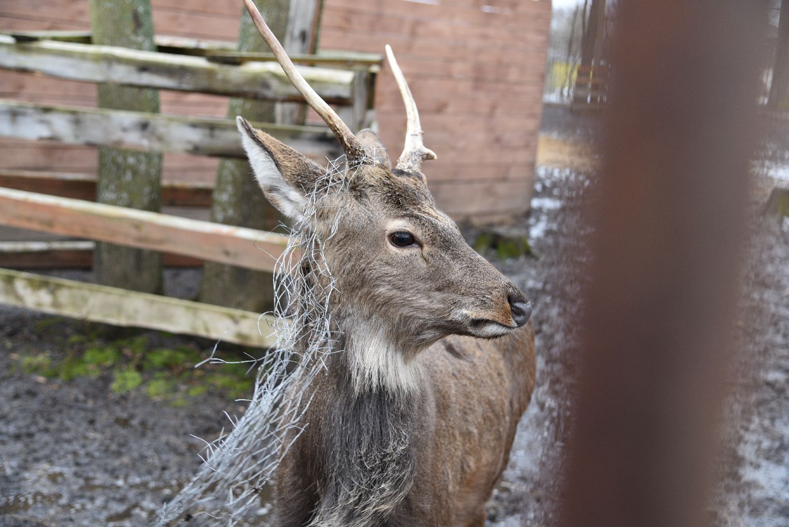 лотошино, лотошинский парк, животные, мини-зоопарк с животными,