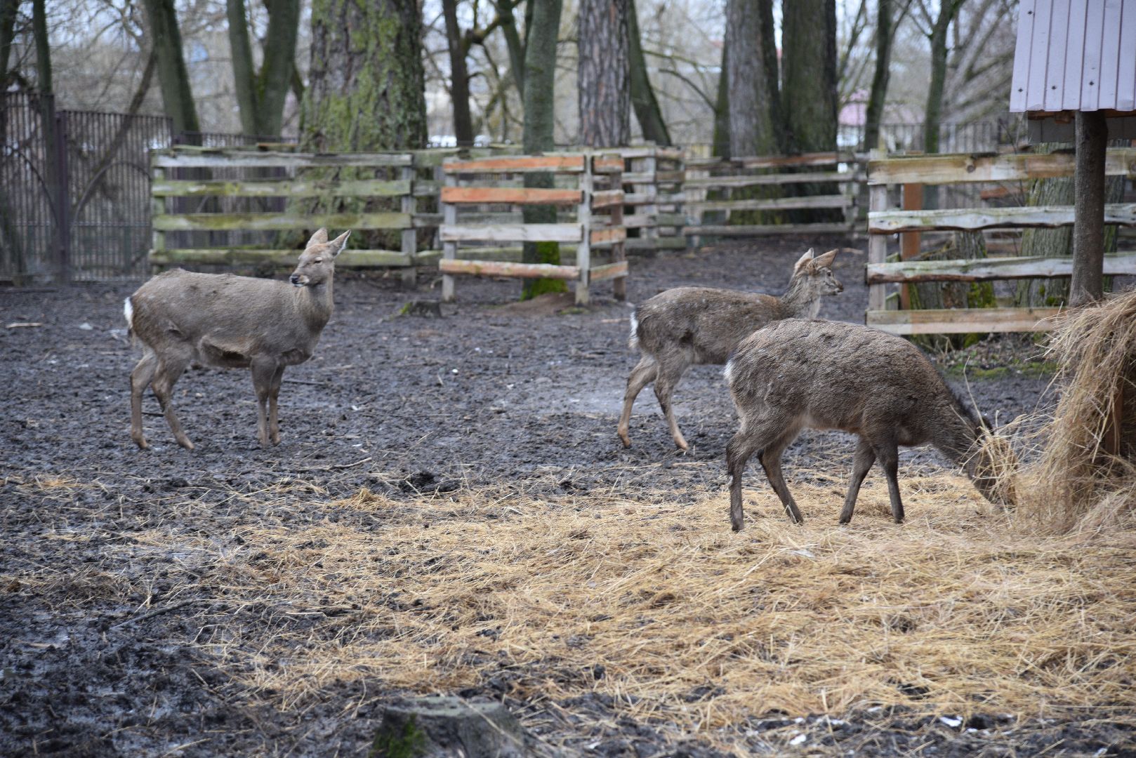 лотошино, лотошинский парк, животные, мини-зоопарк с животными,