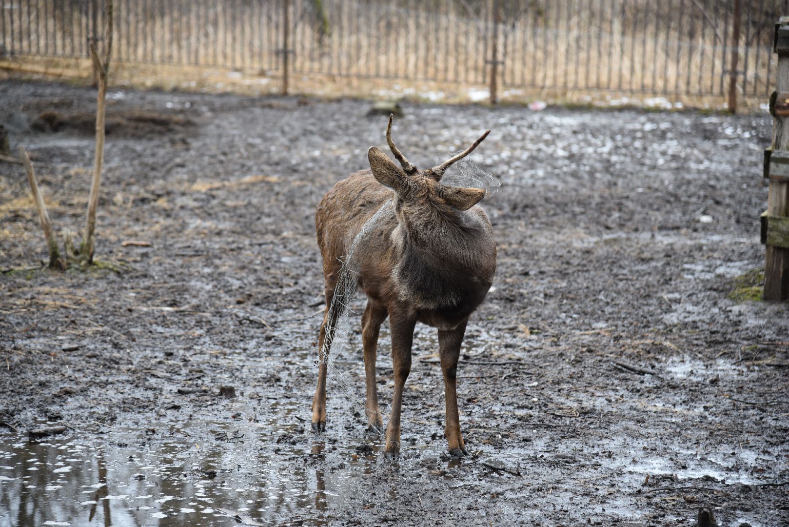 лотошино, лотошинский парк, животные, мини-зоопарк с животными,
